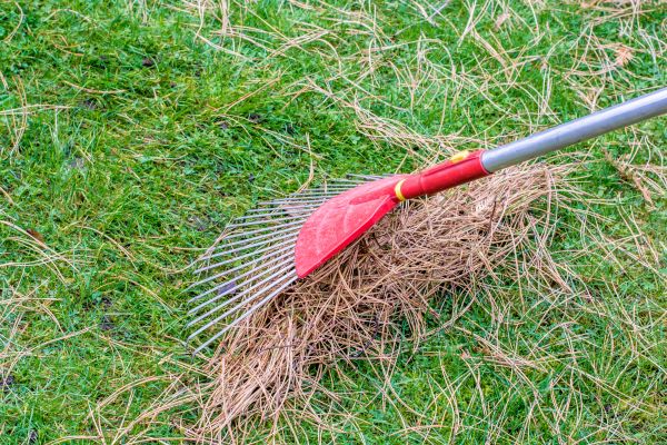 Yard Raking