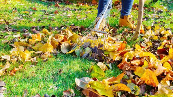 Cost of Lawn Cleanup Service in Pasadena