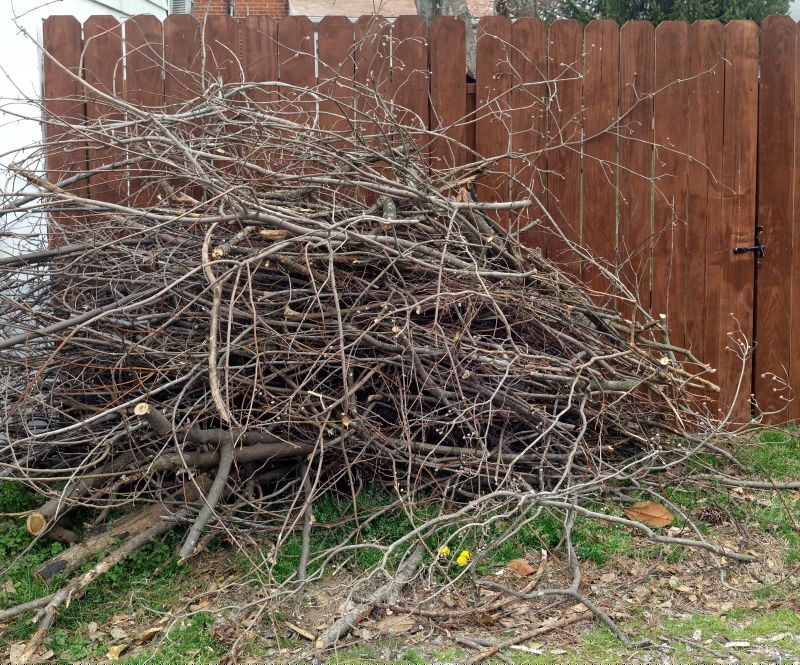 Fallen Branch Removal